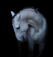  White horse's portrait on the black background