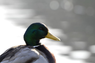 Enten in klirrender Kälte im Winter