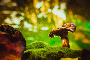 fresh chanterelle mushroom growing in the woods on moss under rain