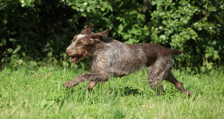 Wire-haired Pointing Dog running