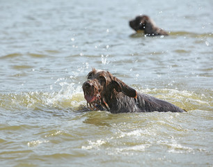 Italian Wire-haired Pointing Dog in the water