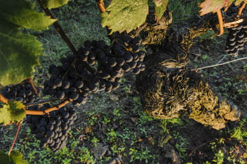 Red merlot grapes, Bordeaux vineyard