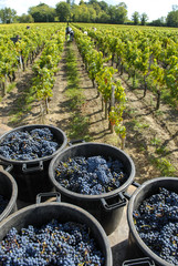 Grapes wine harvest, Bordeaux Vinyard, France © FreeProd