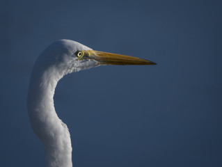 Great Egret
