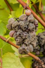 Noble rot wine grape, grapes with mold, Botrytis, Sauternes © FreeProd