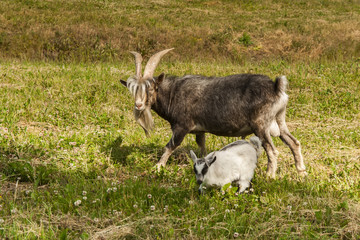Goat eating grass on the field 