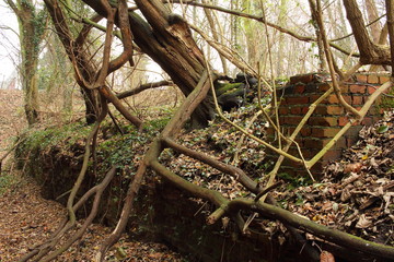 die Natur überwuchert die alten Ruinen