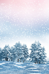  forest in the frost. Winter landscape. Snow covered trees.