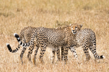 cheetahs