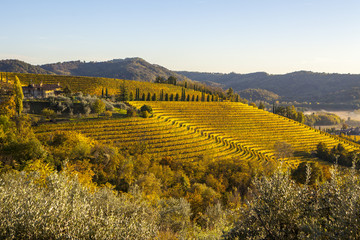 Vineyard in autumn in Collio region, Italy