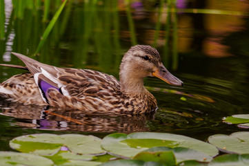 brown duck swim in pond. Still float action. Water with dark shadow and reflection.