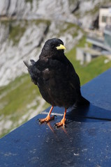 blackbird is watching you