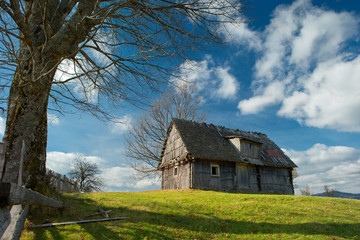 old house and tree