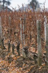 Feet Vineyard at sunset, Bordeaux Wineyard