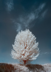 infrared landscape