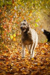 Irischer Wolfshund im goldenen Herbst
