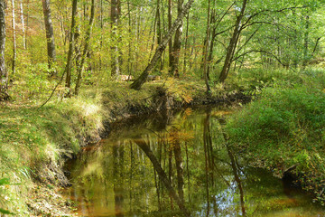 Fototapeta na wymiar Quiet river in the wood