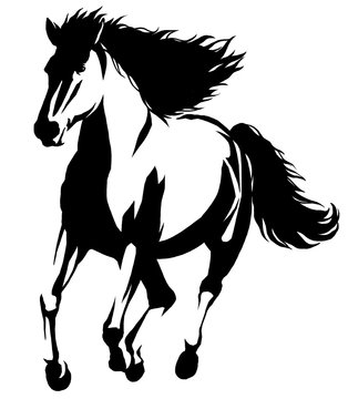 black and white linear paint draw horse illustration