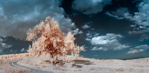 infrared landscape