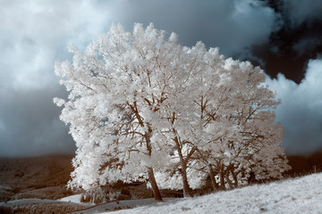 infrared landscape