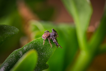 A brown ground crab spider