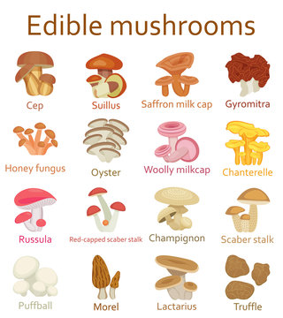 Edible mushroom set. Flat icons. Vector illustration.