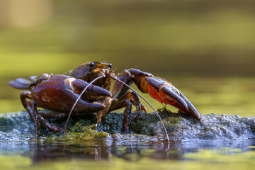 The signal crayfish, Pacifastacus leniusculus