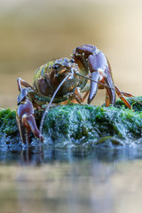 The signal crayfish, Pacifastacus leniusculus