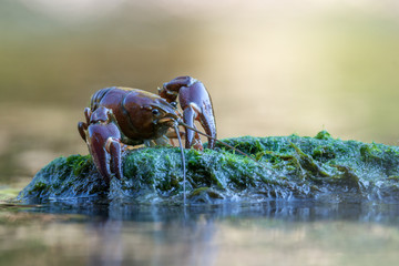 The signal crayfish, Pacifastacus leniusculus