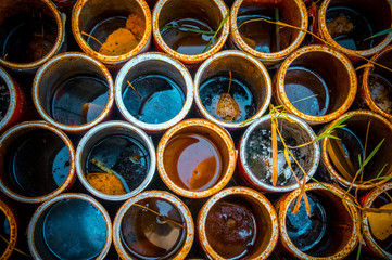Colours In Pots