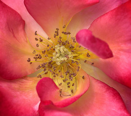 Macro Rose