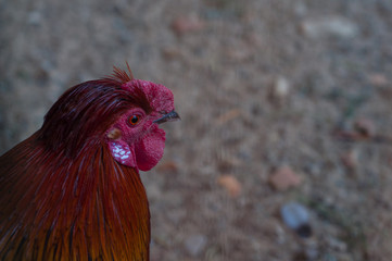 Portrait of a rooster in profile close-up.