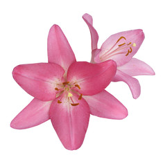 Flowers pink lilies, isolate on a white background.