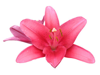 Naklejka na ściany i meble Flowers pink lilies, isolate on a white background.