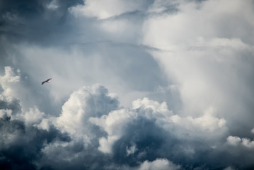 Eagle Soaring in the Clouds