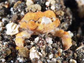 Eroded crab