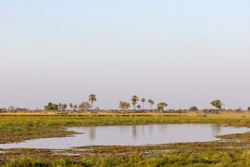 Naklejka premium African buffalo or Cape buffalo (Syncerus caffer) herd. Okavango Delta. Botswana