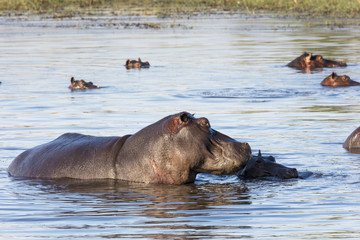 Fototapeta premium Common hippopotamus or hippo (Hippopotamus amphibius). Okavango Delta. Botswana