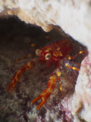 Olivar's squat lobster