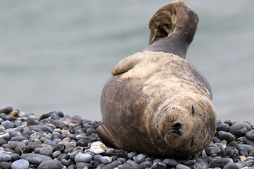 Entspannte Kegelrobbe