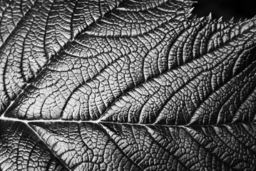 Nature texture. Leaf of a plant. Black and white.