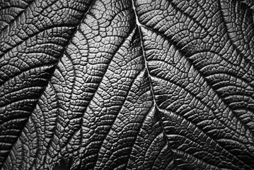 Nature texture. Leaf of a plant. Black and white.