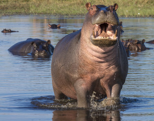 Common hippopotamus or hippo (Hippopotamus amphibius) showing aggression. Okavango Delta. Botswana