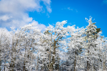 scenic winter country