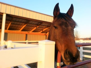 Breeze in his Stall