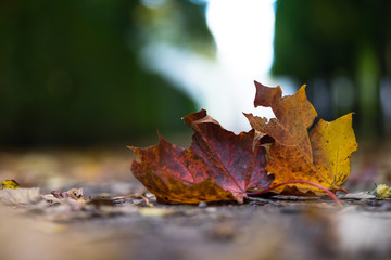 Yellow autumn leaf on the road
