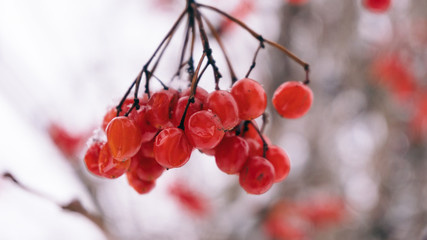 Winter viburnum, viburnum fruit on the tree, Ukrainian Kalina, h