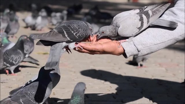 Pigeon eating food on a man's hand.