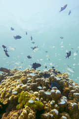 Fototapeta na wymiar Coral Reef in Thailand