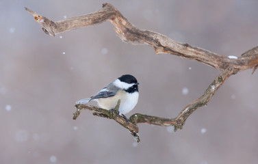Black-capped Chickadee perched on branch in winter © Jim Cumming